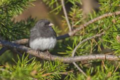 Dark-eyed Junco, Junco hyemalis