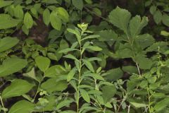 Darlington's glade spurge, Euphorbia purpurea
