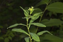 Darlington's glade spurge, Euphorbia purpurea