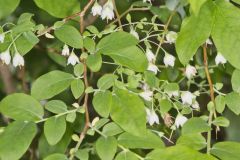 Deerberry, Vaccinium stamineum