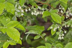 Deerberry, Vaccinium stamineum