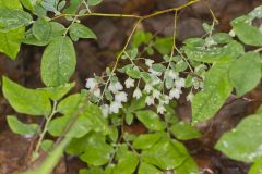 Deerberry, Vaccinium stamineum