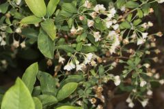 Deerberry, Vaccinium stamineum