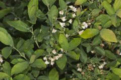 Deerberry, Vaccinium stamineum