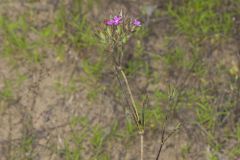 Deptford Pink, Dianthus armeria