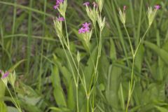 Deptford Pink, Dianthus armeria