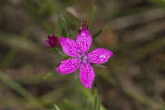 Deptford Pink, Dianthus armeria