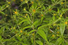 Devil's Beggarticks, Bidens frondosa