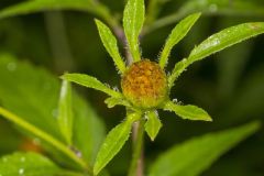 Devil's Beggarticks, Bidens frondosa