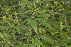 Devil's Beggarticks, Bidens frondosa