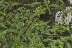 Devil's Beggarticks, Bidens frondosa