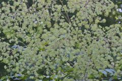 Devil's Walkingstick, Aralia spinosa