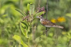 Dickcissel, Spiza americana