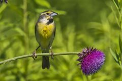 Dickcissel, Spiza americana