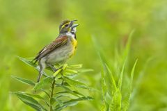 Dickcissel, Spiza americana