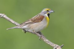 Dickcissel, Spiza americana