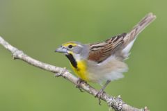 Dickcissel, Spiza americana