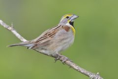 Dickcissel, Spiza americana