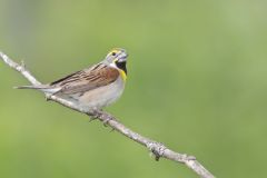 Dickcissel, Spiza americana