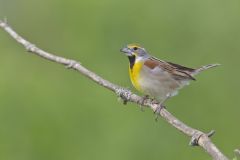 Dickcissel, Spiza americana