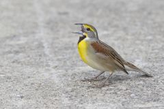 Dickcissel, Spiza americana