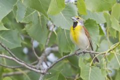 Dickcissel, Spiza americana