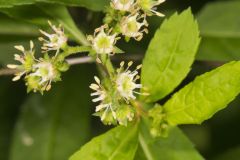 Ditch Stonecrop, Penthorum sedoides