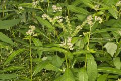 Ditch Stonecrop, Penthorum sedoides