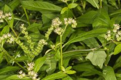 Ditch Stonecrop, Penthorum sedoides