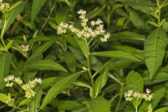 Ditch Stonecrop, Penthorum sedoides