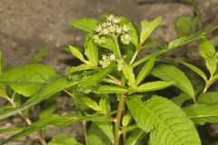 Ditch Stonecrop, Penthorum sedoides