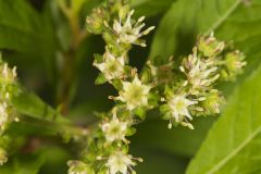 Ditch Stonecrop, Penthorum sedoides