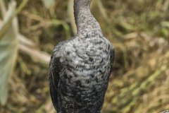 Double-cresterd Cormorant, Phalacrocorax auritus