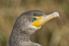 Double-cresterd Cormorant, Phalacrocorax auritus