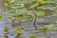 Double-cresterd Cormorant, Phalacrocorax auritus