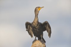 Double-cresterd Cormorant, Phalacrocorax auritus