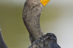 Double-cresterd Cormorant, Phalacrocorax auritus