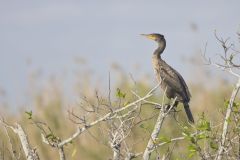 Double-crested Cormorant, Phalacrocorax auritus