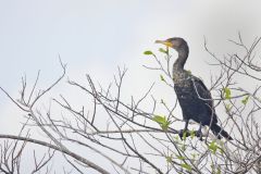 Double-crested Cormorant, Phalacrocorax auritus