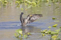 Double-crested Cormorant, Phalacrocorax auritus