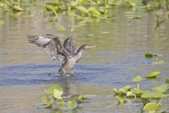 Double-crested Cormorant, Phalacrocorax auritus