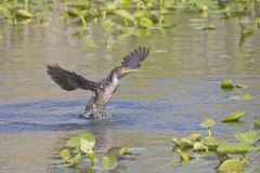 Double-crested Cormorant, Phalacrocorax auritus