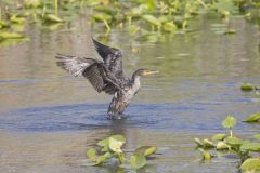 Double-crested Cormorant, Phalacrocorax auritus