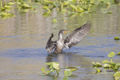 Double-crested Cormorant, Phalacrocorax auritus