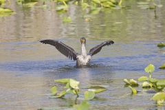 Double-crested Cormorant, Phalacrocorax auritus