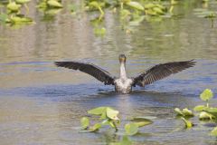 Double-crested Cormorant, Phalacrocorax auritus