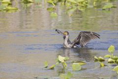 Double-crested Cormorant, Phalacrocorax auritus