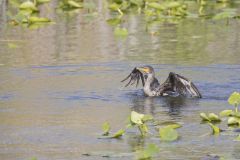 Double-crested Cormorant, Phalacrocorax auritus