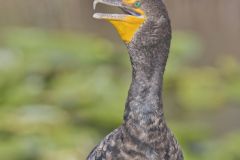 Double-crested Cormorant, Phalacrocorax auritus