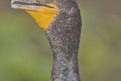 Double-crested Cormorant, Phalacrocorax auritus